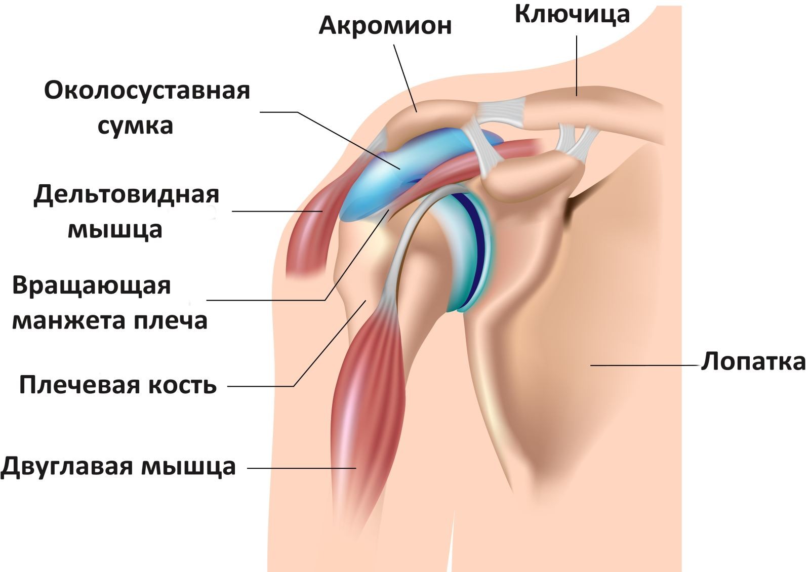 Плечевой сустав человека