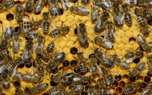 Сколько пчел можно одновременно содержать в одном улье