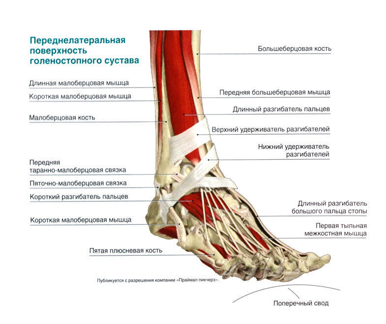Болит нога кость большая. Голеностопный сустав анатомия строение мышцы. Голеностопный сустав анатомия строение кости. Анатомия голеностопного сустава кости и связки. Сухожилия голеностопного сустава анатомия.
