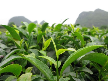 Дезодорант зеленый чай