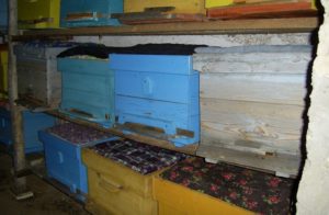 Особенности зимовки пчел в сарае
