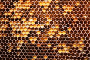 Чем пчелиная перга отличается от пыльцы, каковы особенности