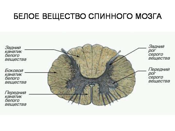 Строение спинного мозга