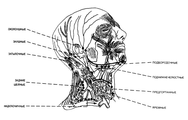 Схема лимфоузлов головы