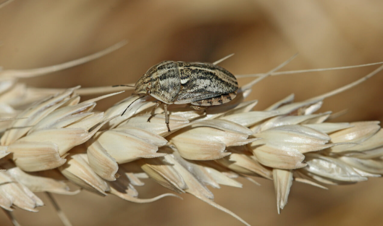  черепашка на пшенице