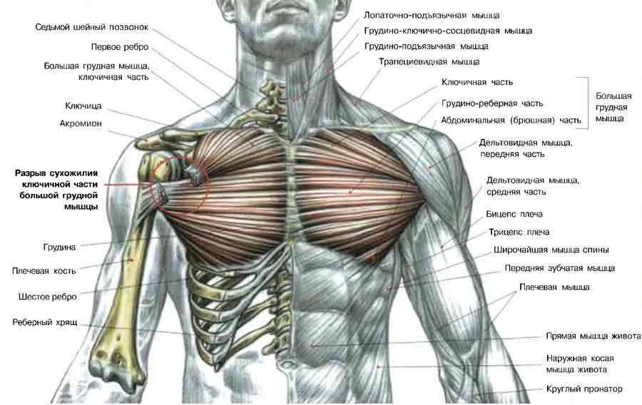 Рельефная анатомия