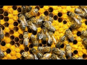 Как можно приготовить пчелиный подмор своими руками дома