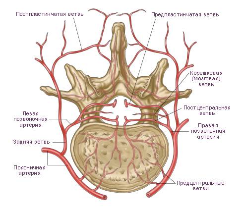 Сосуды спинного мозга
