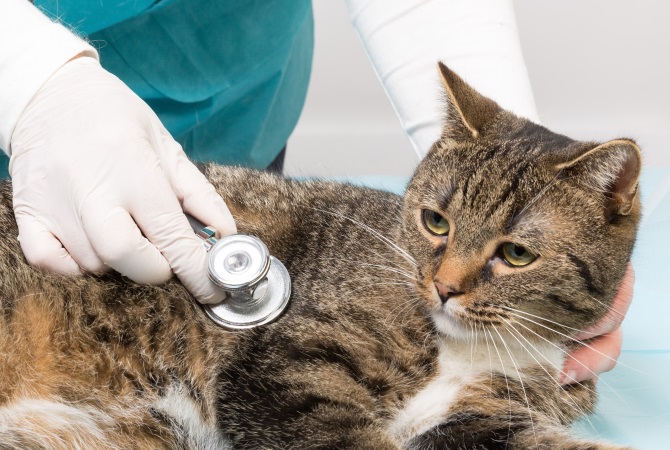 Диагностика заболевания у кота