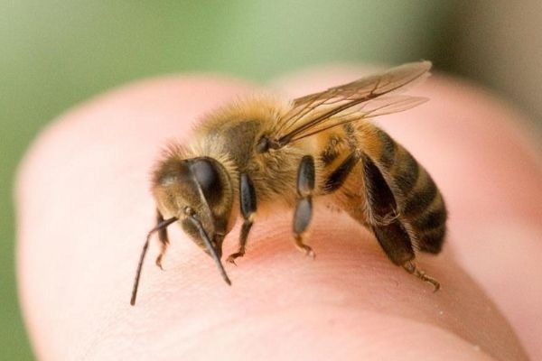 лечение укусами пчел