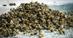 Лечение аденомы простаты пчелиным подмором