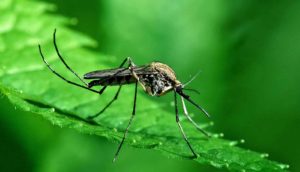 комар в природе
