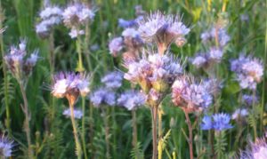 Какие есть медоносные травы для пчел