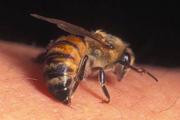 польза от укусов пчел