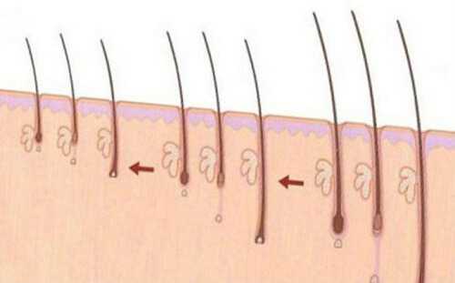 Почему волосы на теле растут до определенной длины