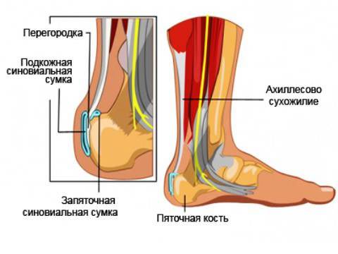Ахиллесово сухожилие ног