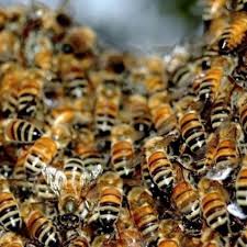 Как применяется пчелиный подмор для мужчин