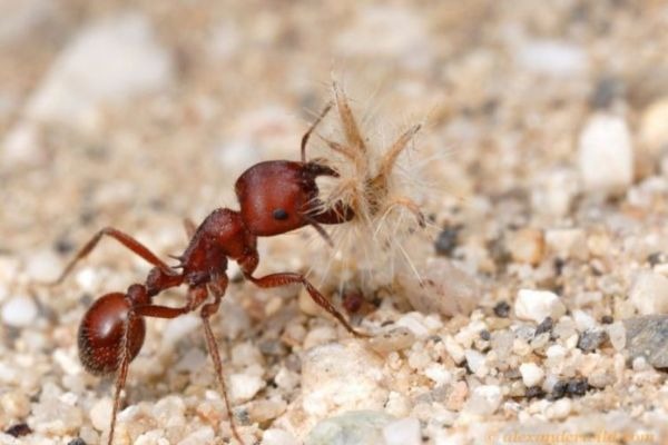 красный муравей-жнец