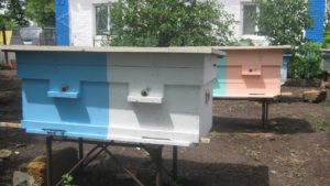 Особенности двухматочного содержания пчел в лежаках