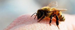 кусает пчела