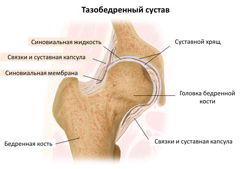 Тазобедренный сустав характеристика по плану