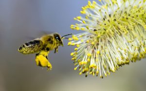 Полезные свойства и как принимать пчелиную пыльцу