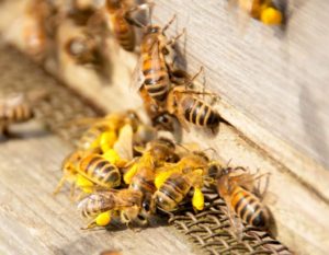 Сколько дней живут медоносные пчелы