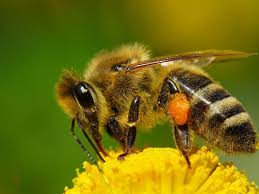 Сколько дней живут медоносные пчелы