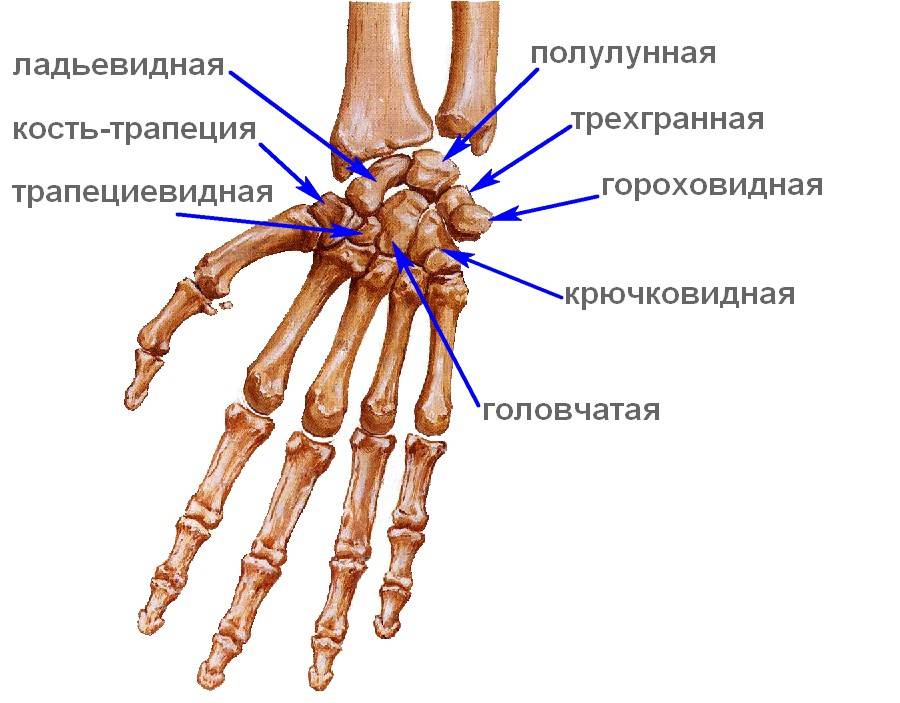 Кости запястья анатомия человека рисунок с подписями