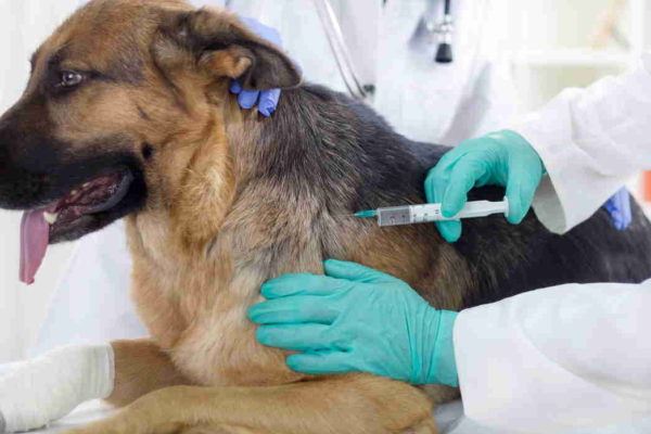 лечение собаки у ветеринара