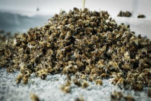 Как нужно хранить подмор пчелиный в домашних условиях