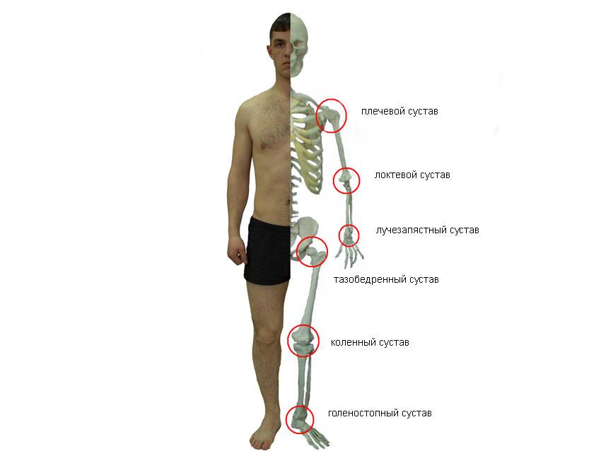 Названия суставов человека. Суставы человека. Название суставов. Название суставов человека. Основные суставы человека.