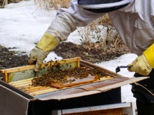 Как и чем можно подкормить пчел зимой