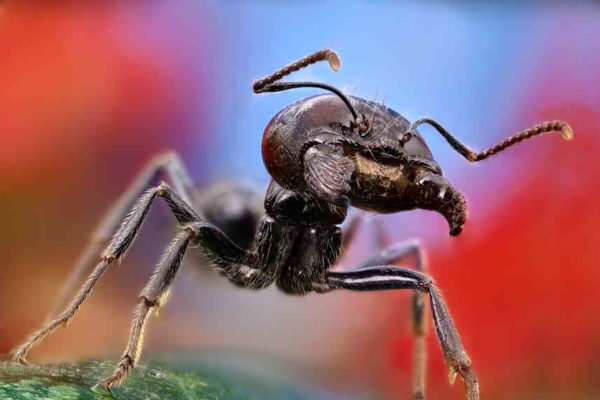 муравьиная голова