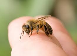 Как правильно оказать первую помощь при укусе пчелы