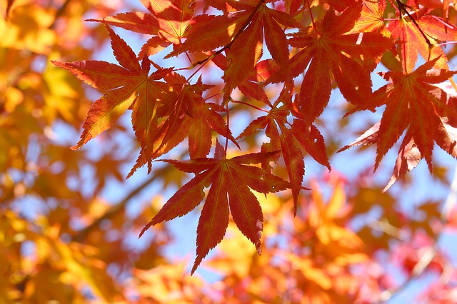 Листья дерева обладают потрясающими свойствами
