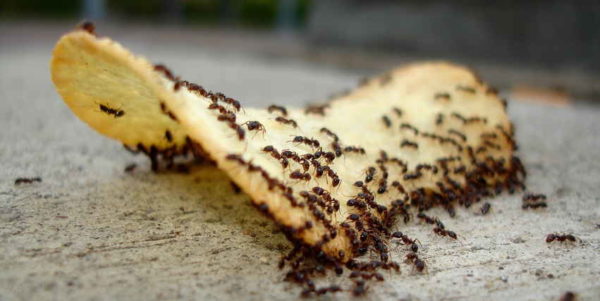 избавление от муравьев