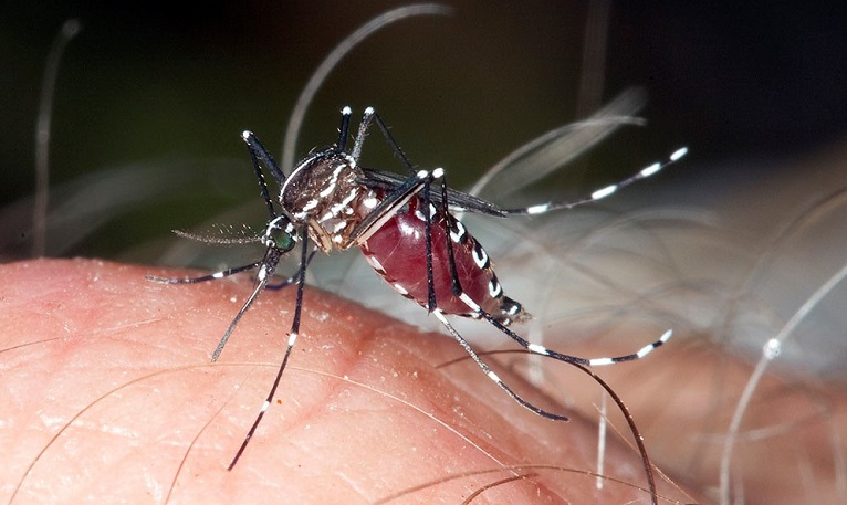 Aedes polynesiensis