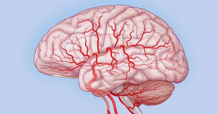 Кровеносные сосуды мозга