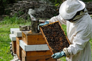 Как начать заниматься пчеловодством для начинающих