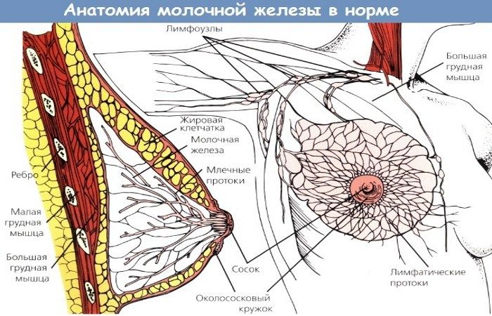 Анатомия молочной железы в норме