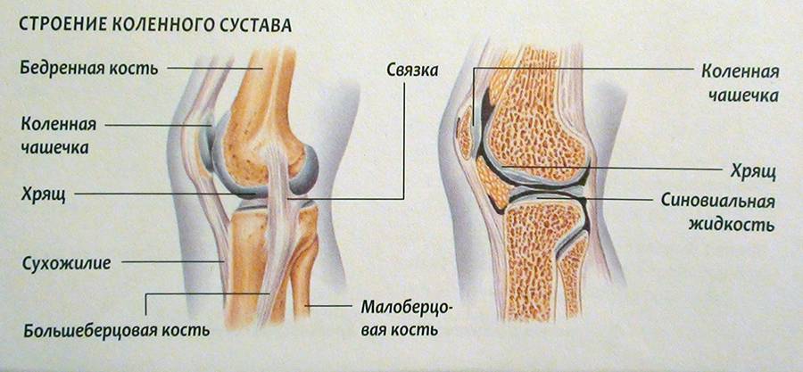 Строение коленки у человека фото